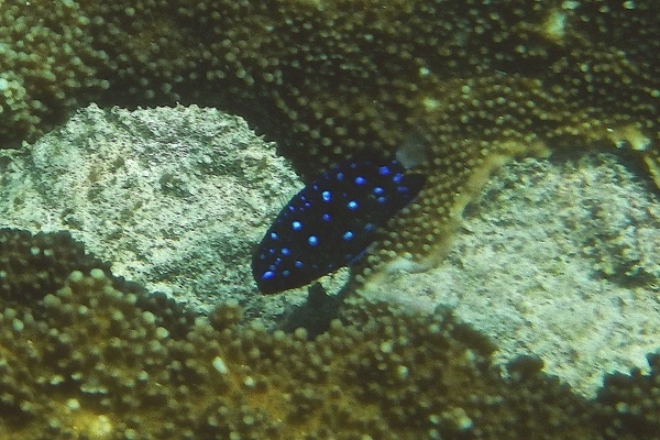 Damselfish - Yellowtail Damselfish