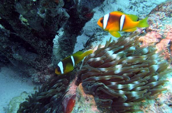 Damselfish - Red Sea Anemonefish