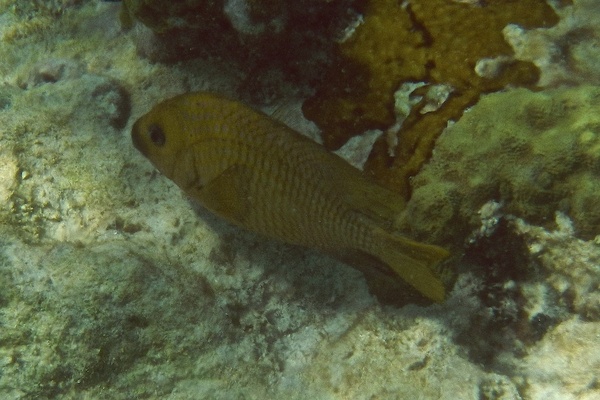 Damselfish - Yellowtail Damselfish