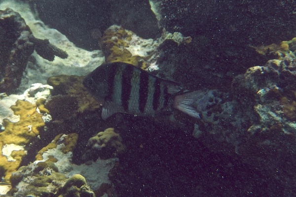 Damselfish - Sergeant Major