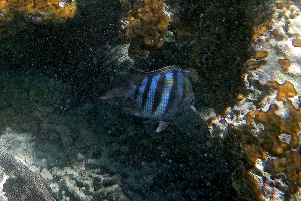 Damselfish - Sergeant Major