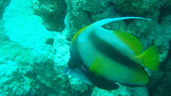 Butterflyfish - Red Sea Bannerfish