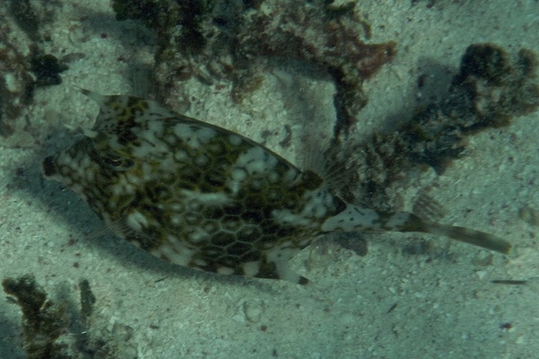 Trunkfish - Honeycomb Cowfish