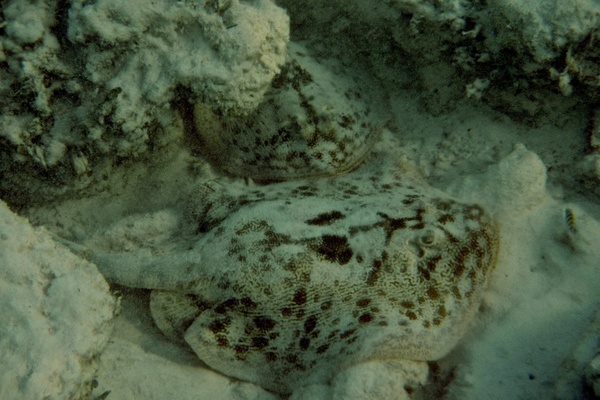 Stingrays - Yellow Stingray