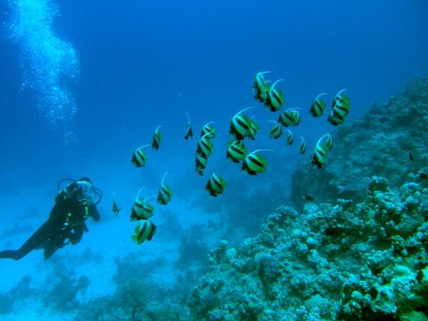 Butterflyfish - Red Sea Bannerfish