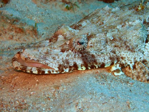 Flatheads - Crocodile Flathead