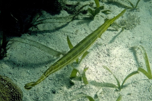 Trumpetfish - Trumpetfish