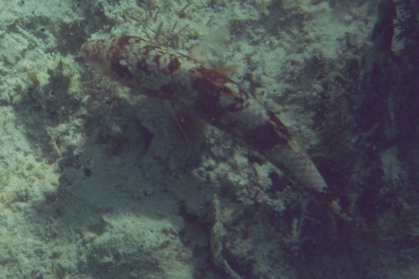 Goatfish - Spotted Goatfish