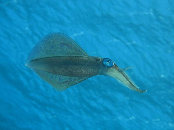 Squid - Reef Squid