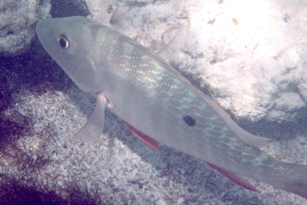 Snappers - Mutton Snapper