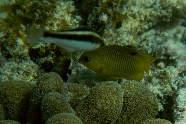 Damselfish - Threespot Damselfish