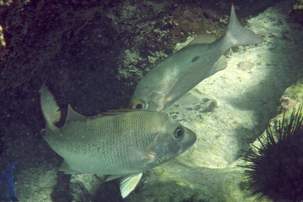 Snappers - Dog Snapper Snappers - Dog Snapper