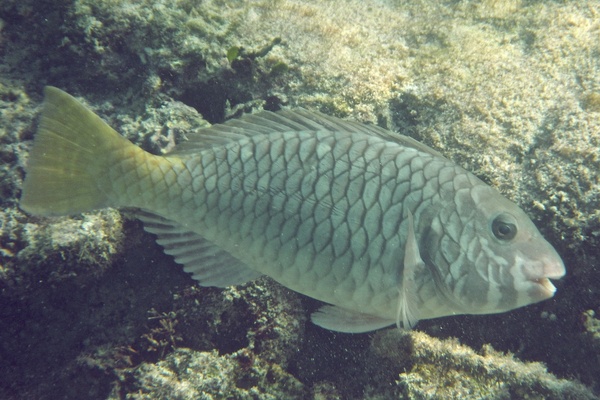 Parrotfish - Yellowtail Parrotfish