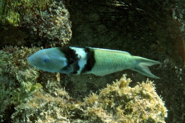 Wrasse - Bluehead Wrasse