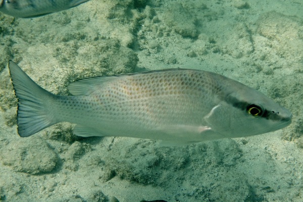 Snappers - Gray Snapper