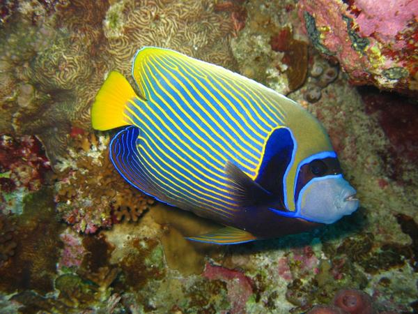 Emperor Angelfish - Pomacanthus imperator