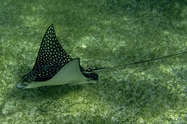 Stingrays - Spotted Eagle Ray