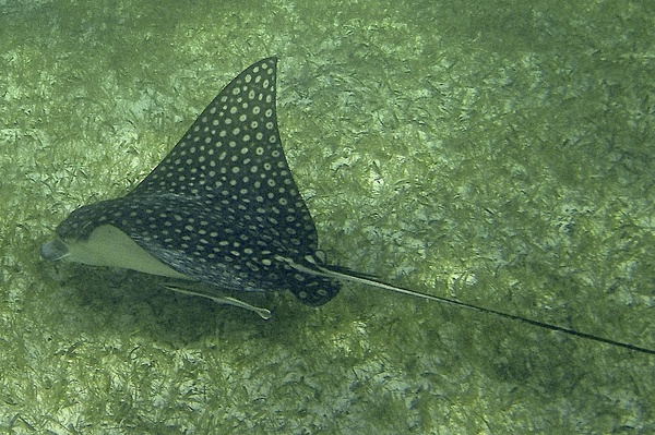 Stingrays - Spotted Eagle Ray