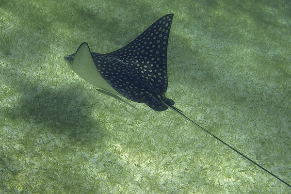 Stingrays - Spotted Eagle Ray