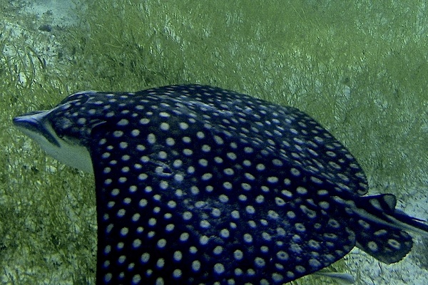 Stingrays - Spotted Eagle Ray