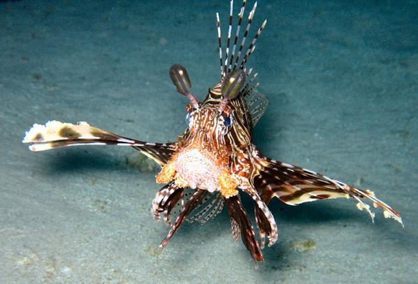 Lionfish - Lionfish