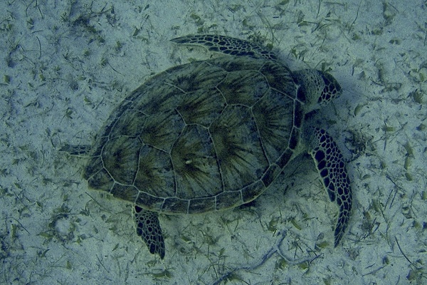 Turtle - Green Sea Turtle Turtle - Green Sea Turtle