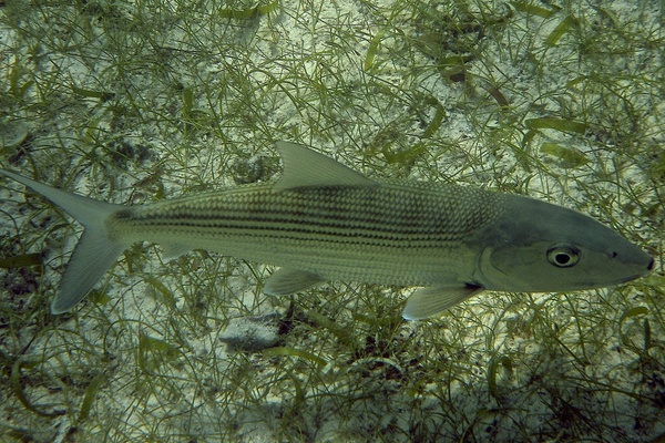 Bonefishes - Bonefish