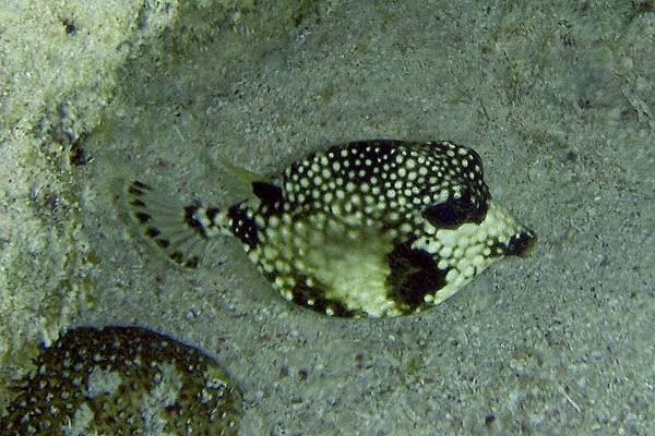 Trunkfish - Smooth Trunkfish