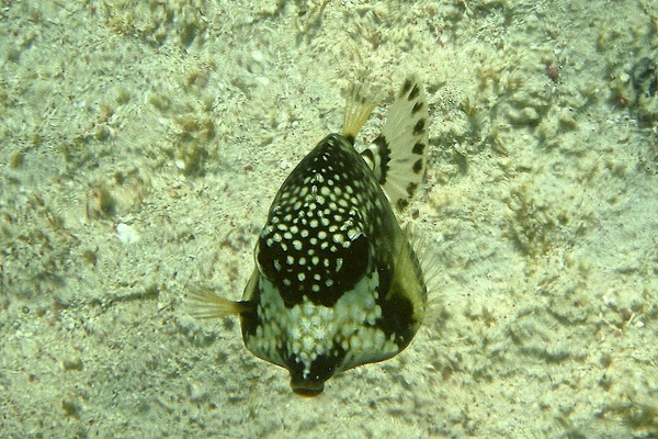 Trunkfish - Smooth Trunkfish