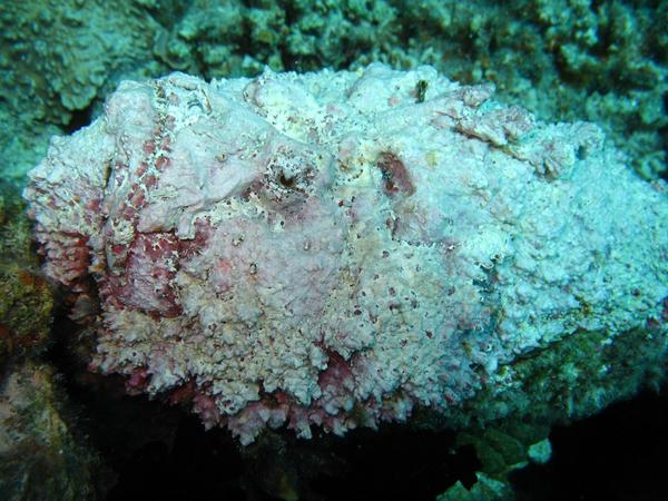 Scorpionfish - Stonefish