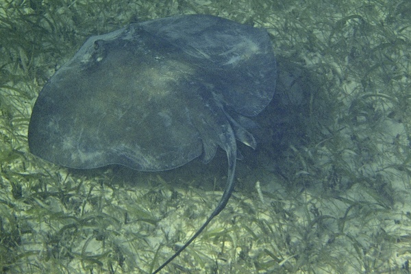 Stingrays - Southern Stingray Stingrays - Southern Stingray