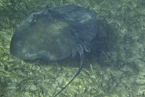 Stingrays - Southern Stingray