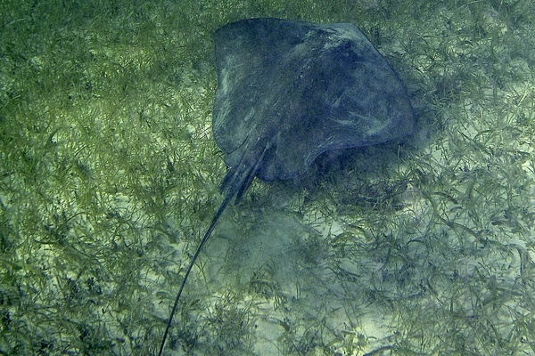 Stingrays - Southern Stingray Stingrays - Southern Stingray
