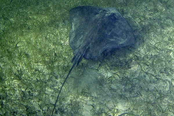 Stingrays - Southern Stingray