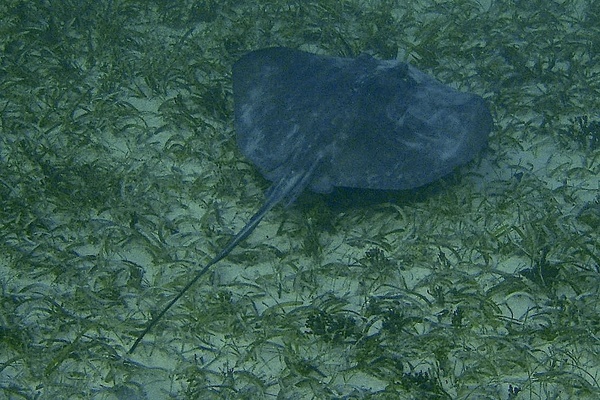 Stingrays - Southern Stingray