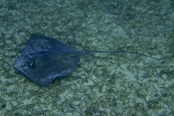 Stingrays - Southern Stingray Stingrays - Southern Stingray