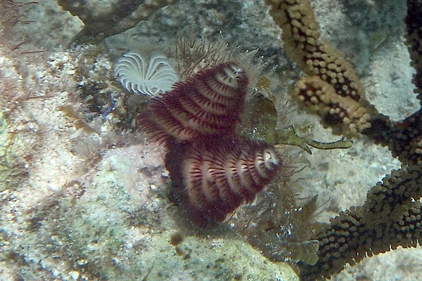 Nudibranch - Christmas tree worm