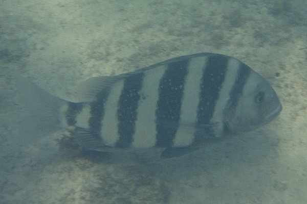 Porgies - Sheepshead