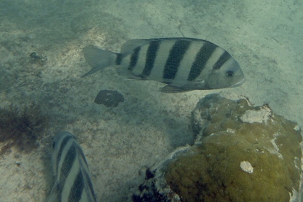 Porgies - Sheepshead