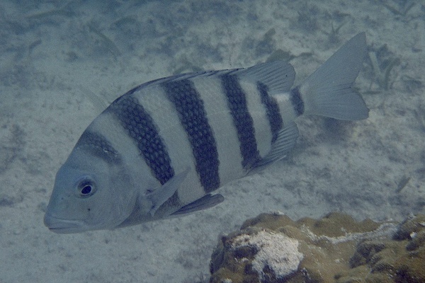 Porgies - Sheepshead