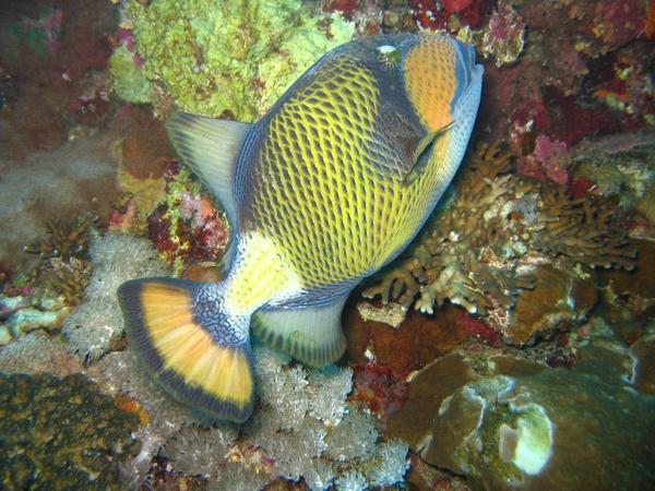 Triggerfish - Titan Triggerfish