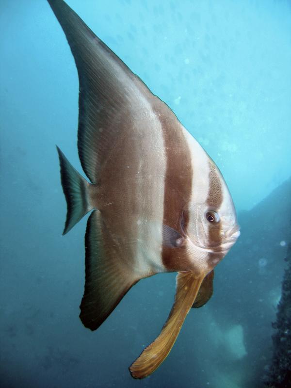 Spadefish - Circular Spadefish