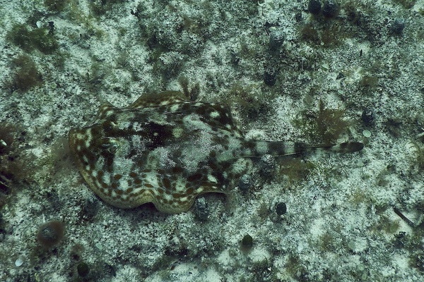 Stingrays - Yellow Stingray