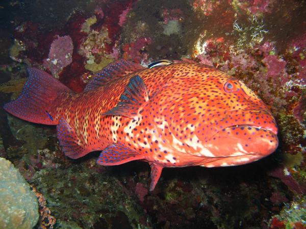 Groupers - Roving Coral Grouper