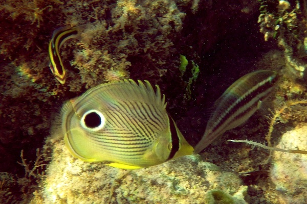 Butterflyfish - Foureye Butterflyfish