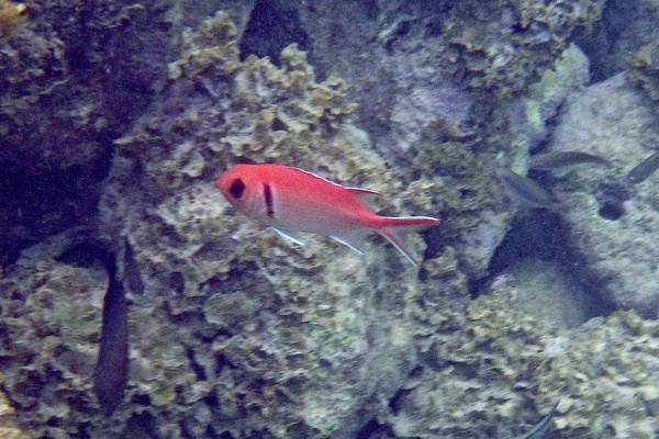 Squirrelfish - Blackbar Soldierfish