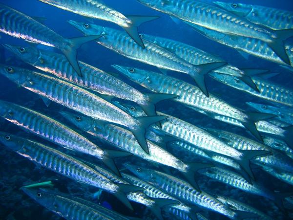 Barracuda - Blackfin Barracuda