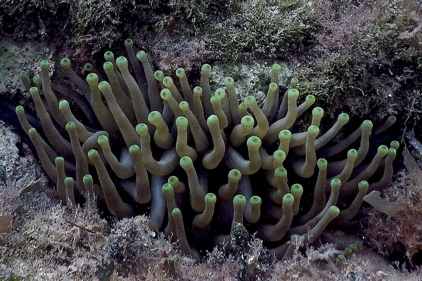 Anemones - Giant Sea Anemone