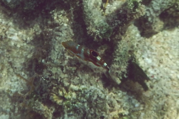 Wrasse - Puddingwife