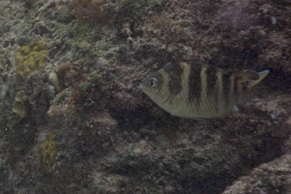 Damselfish - Night Sergeant